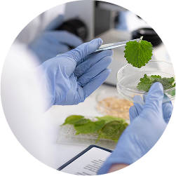Lab-Tested Purity