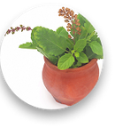 Tulsi